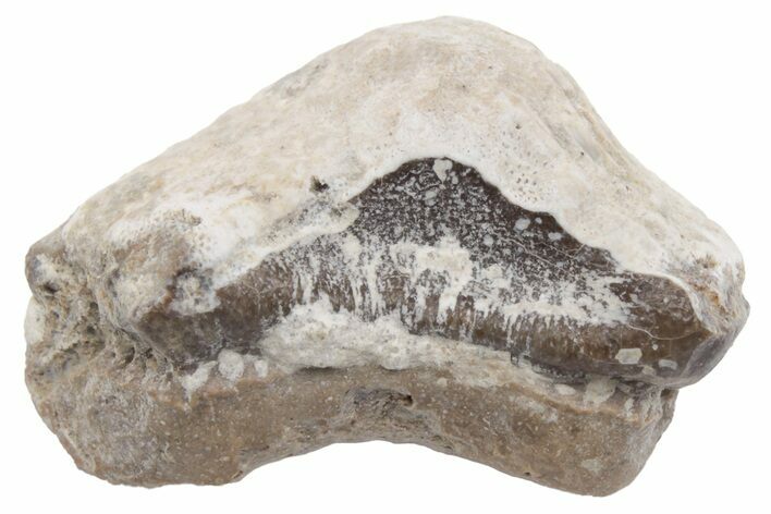 Fossil Crusher Shark (Ptychodus) Tooth - Kansas #218566